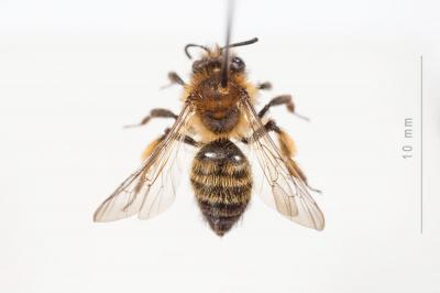  Andrena bicolor Fabricius, 1775