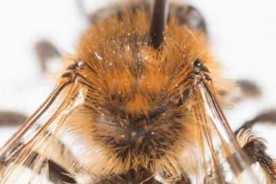  Andrena bicolor Fabricius, 1775