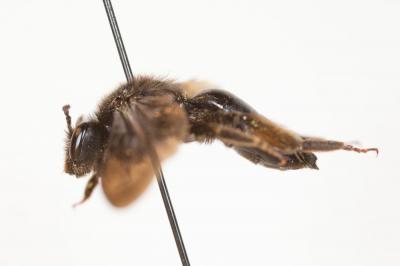  Andrena fuscosa Erichson, 1835