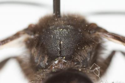  Andrena fuscosa Erichson, 1835