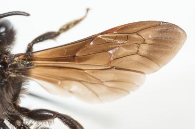  Andrena fuscosa Erichson, 1835