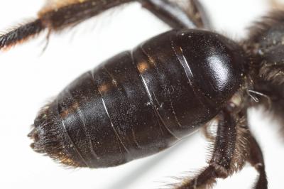  Andrena fuscosa Erichson, 1835
