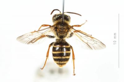  Andrena variabilis Smith, 1853