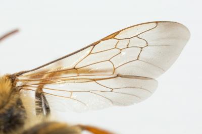  Andrena variabilis Smith, 1853