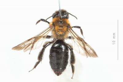  Andrena thoracica (Fabricius, 1775)