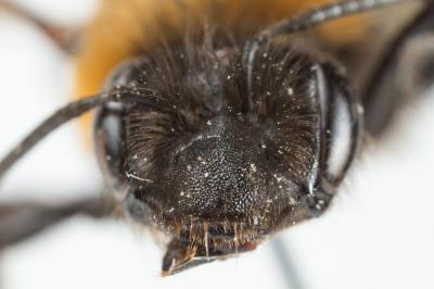  Andrena thoracica (Fabricius, 1775)
