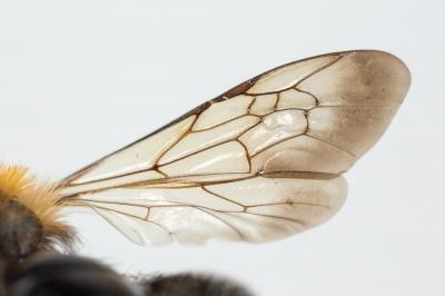  Andrena thoracica (Fabricius, 1775)
