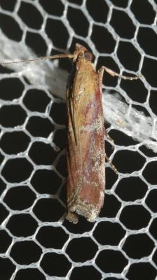  Moitrelia obductella (Zeller, 1839)