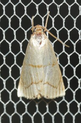  Calamotropha aureliellus (Fischer von Röslerstamm, 1841)