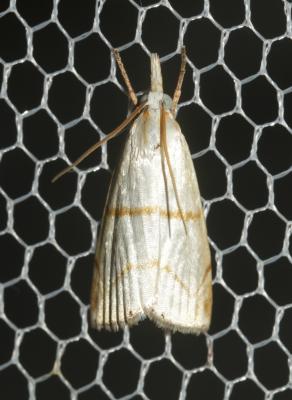  Calamotropha aureliellus (Fischer von Röslerstamm, 1841)