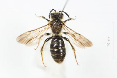 Andrène de la scabieuse Andrena hattorfiana (Fabricius, 1775)