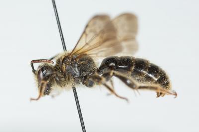 Andrène de la scabieuse Andrena hattorfiana (Fabricius, 1775)