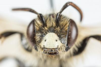 Andrène de la scabieuse Andrena hattorfiana (Fabricius, 1775)