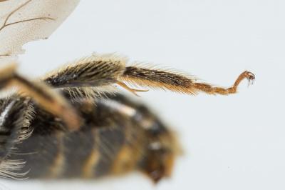 Andrène de la scabieuse Andrena hattorfiana (Fabricius, 1775)