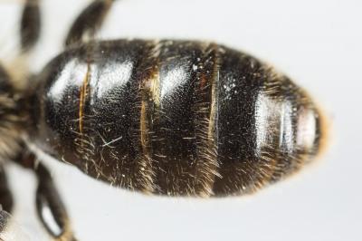 Andrène de la scabieuse Andrena hattorfiana (Fabricius, 1775)