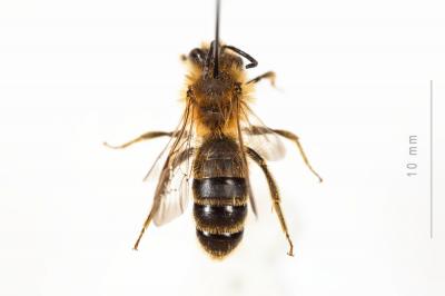 Andrena humilis Imhoff, 1832