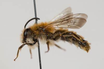  Andrena humilis Imhoff, 1832