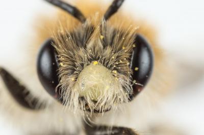 Andrena humilis Imhoff, 1832