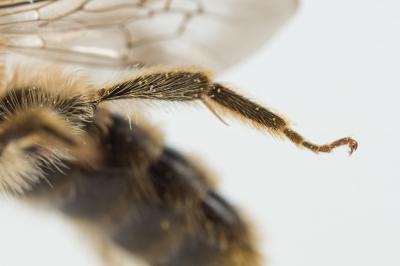  Andrena humilis Imhoff, 1832