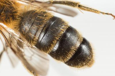  Andrena humilis Imhoff, 1832