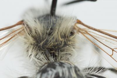  Andrena humilis Imhoff, 1832