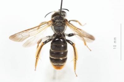 Andrène de la scabieuse Andrena hattorfiana (Fabricius, 1775)