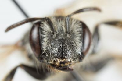 Andrène de la scabieuse Andrena hattorfiana (Fabricius, 1775)