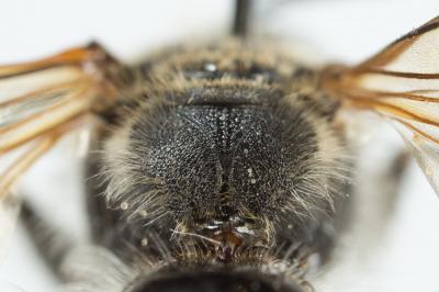 Andrène de la scabieuse Andrena hattorfiana (Fabricius, 1775)