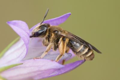  Andrena pandellei Pérez, 1895