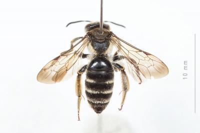  Andrena pandellei Pérez, 1895