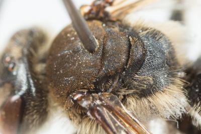  Andrena pandellei Pérez, 1895