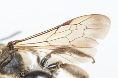  Andrena pandellei Pérez, 1895