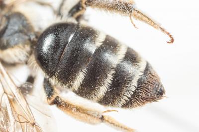  Andrena pandellei Pérez, 1895