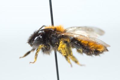  Andrena fulva (Müller, 1766)