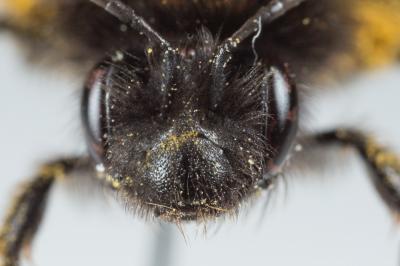  Andrena fulva (Müller, 1766)