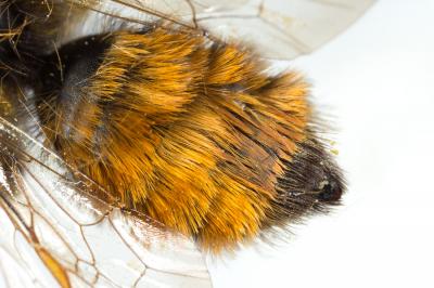  Andrena fulva (Müller, 1766)