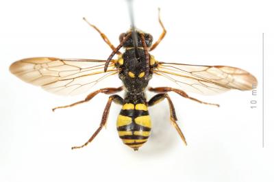  Nomada melathoracica Imhoff, 1834