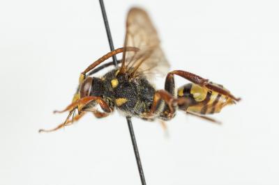  Nomada melathoracica Imhoff, 1834