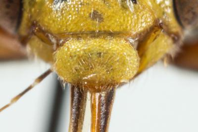  Nomada melathoracica Imhoff, 1834