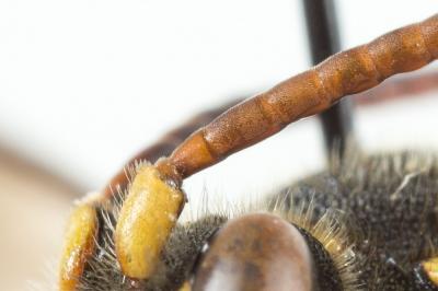  Nomada melathoracica Imhoff, 1834