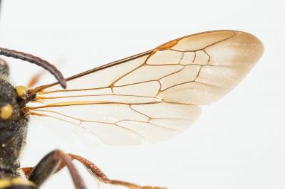  Nomada melathoracica Imhoff, 1834