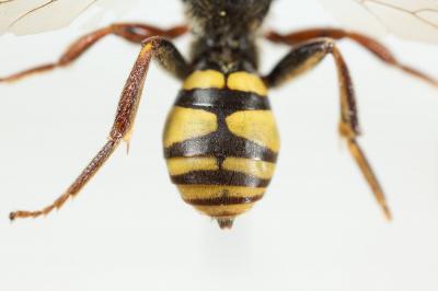  Nomada melathoracica Imhoff, 1834