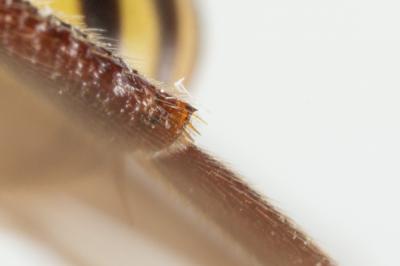  Nomada melathoracica Imhoff, 1834