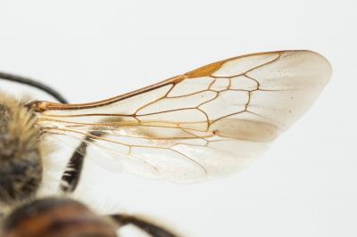  Andrena schencki Morawitz, 1866