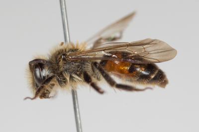  Andrena florea Fabricius, 1793