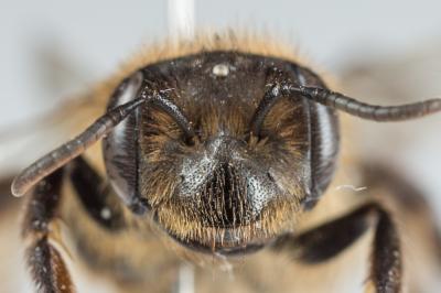  Andrena florea Fabricius, 1793