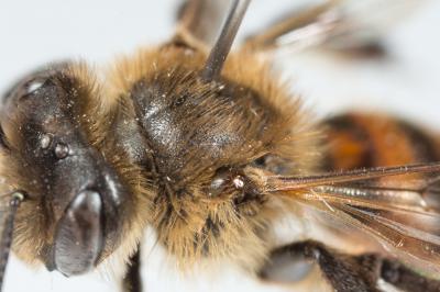  Andrena florea Fabricius, 1793