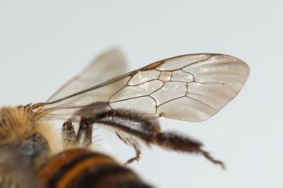  Andrena florea Fabricius, 1793
