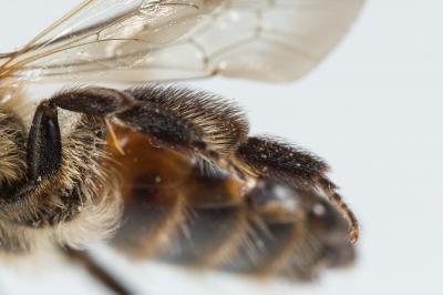  Andrena florea Fabricius, 1793