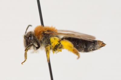  Andrena haemorrhoa (Fabricius, 1781)